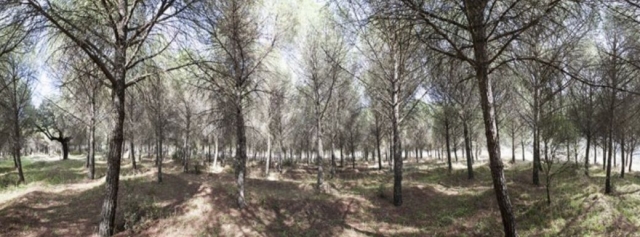 campo de paintball lleno de arboles